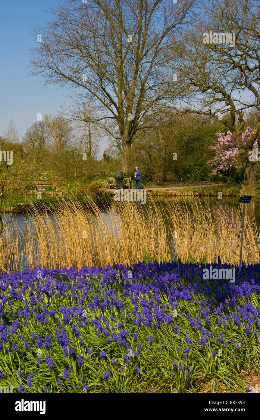 Un letto di uva giacinti che costeggia il lago a RHS Wisley Gardens Surrey in Inghilterra Foto Stock