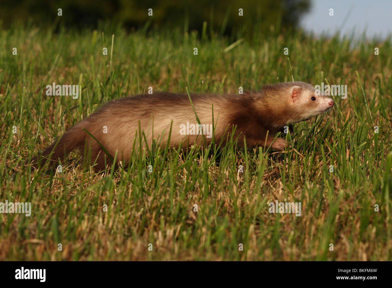 Frettchen / ferret Foto Stock