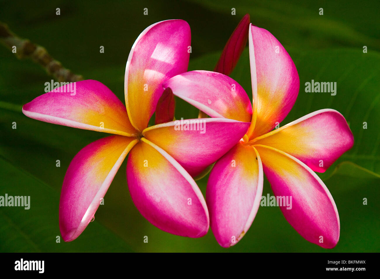 Il FRANGIPANI PLUMERIA Foto Stock