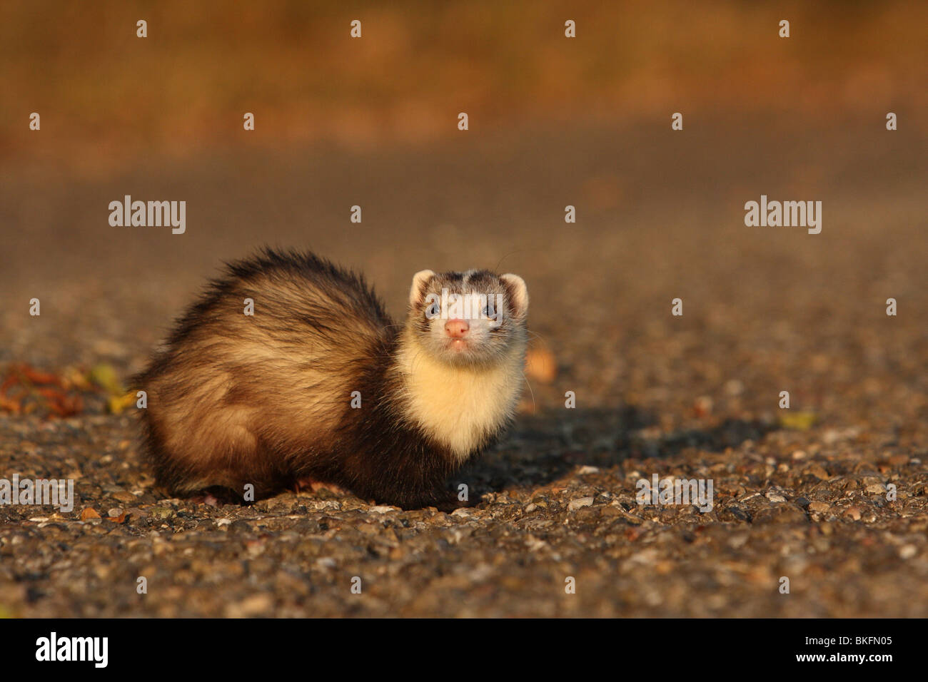 Frettchen / ferret Foto Stock