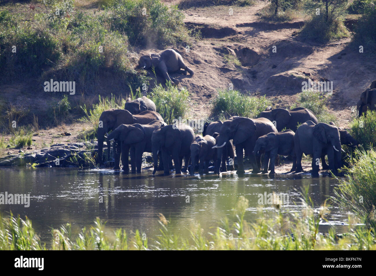 Branco di elefanti di bere dal Fiume Sabie, Kruger Park, Sud Africa Foto Stock