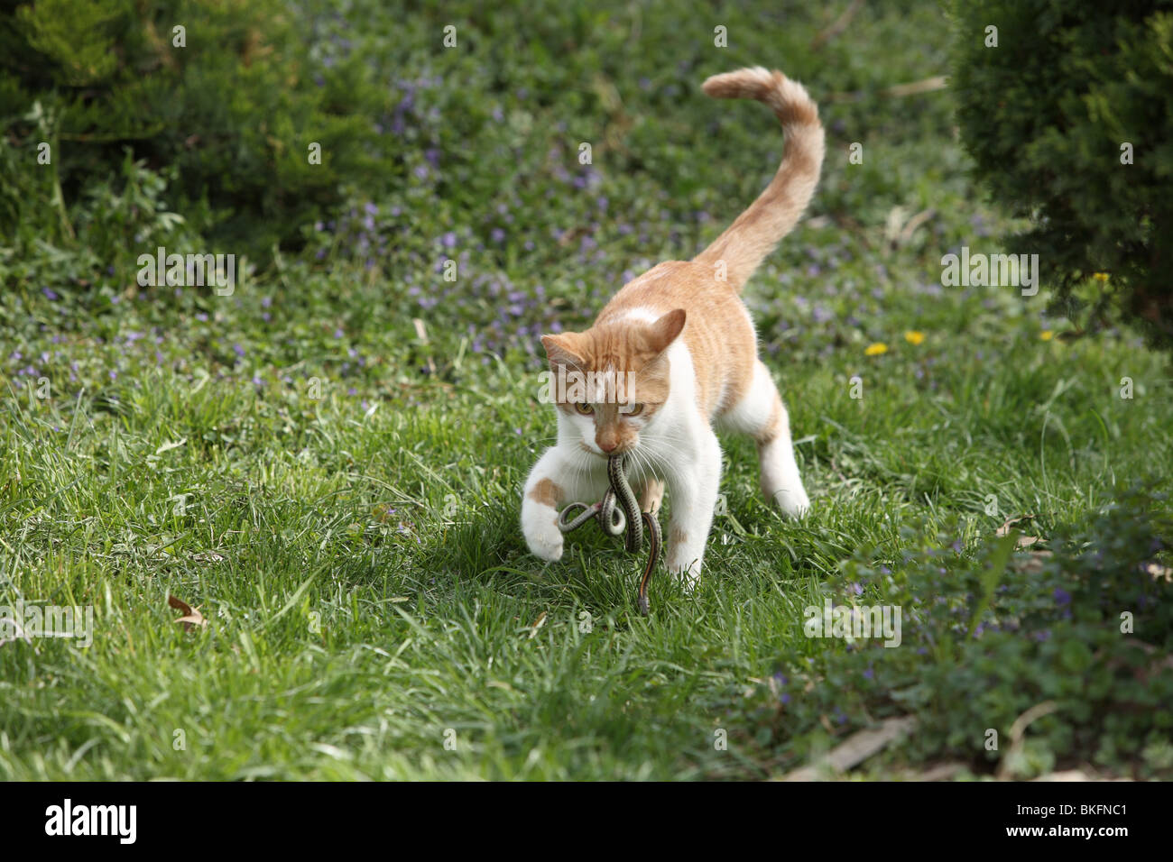 Kitten catturato un serpente giarrettiera. Foto Stock