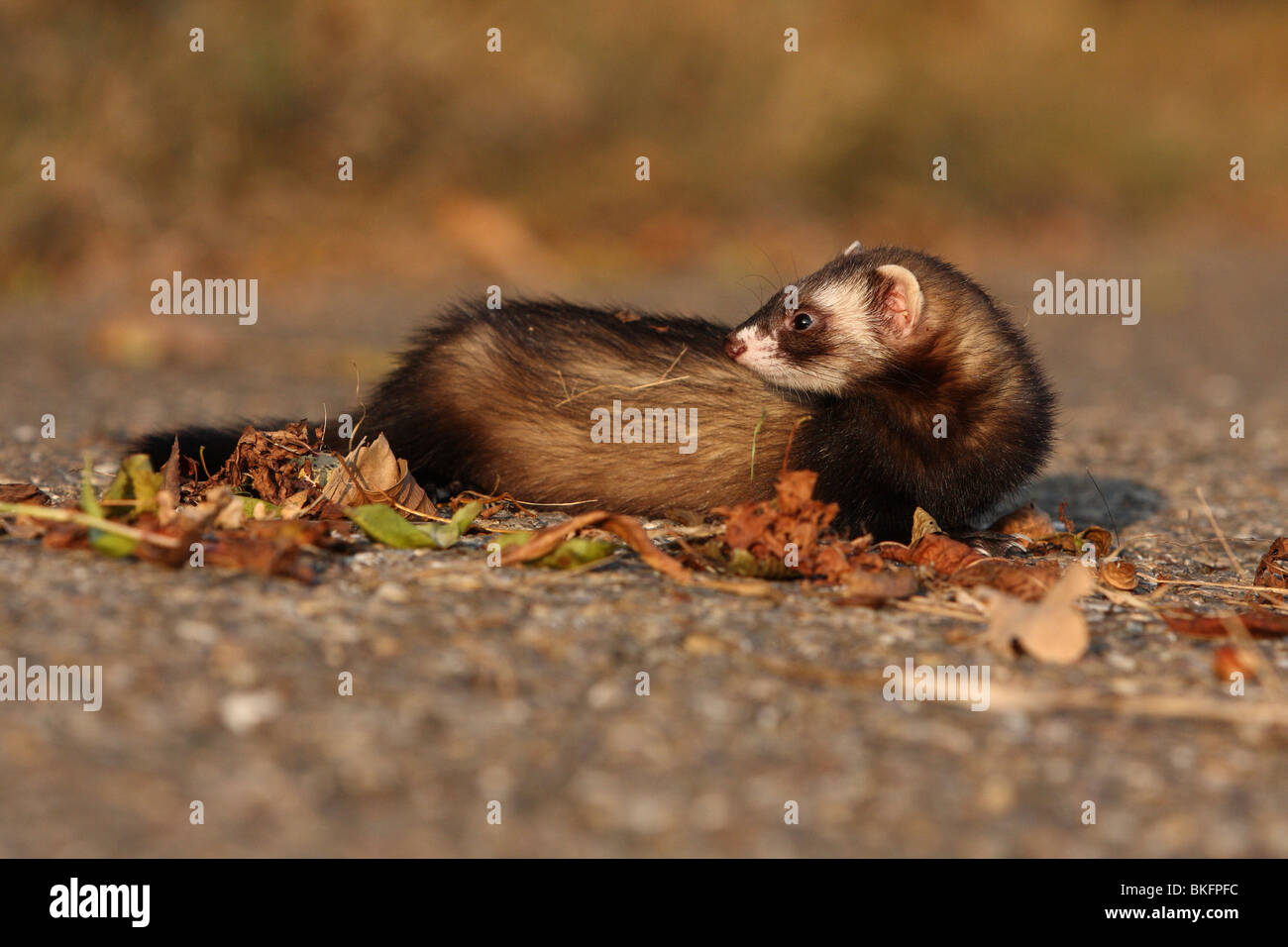 Frettchen / ferret Foto Stock