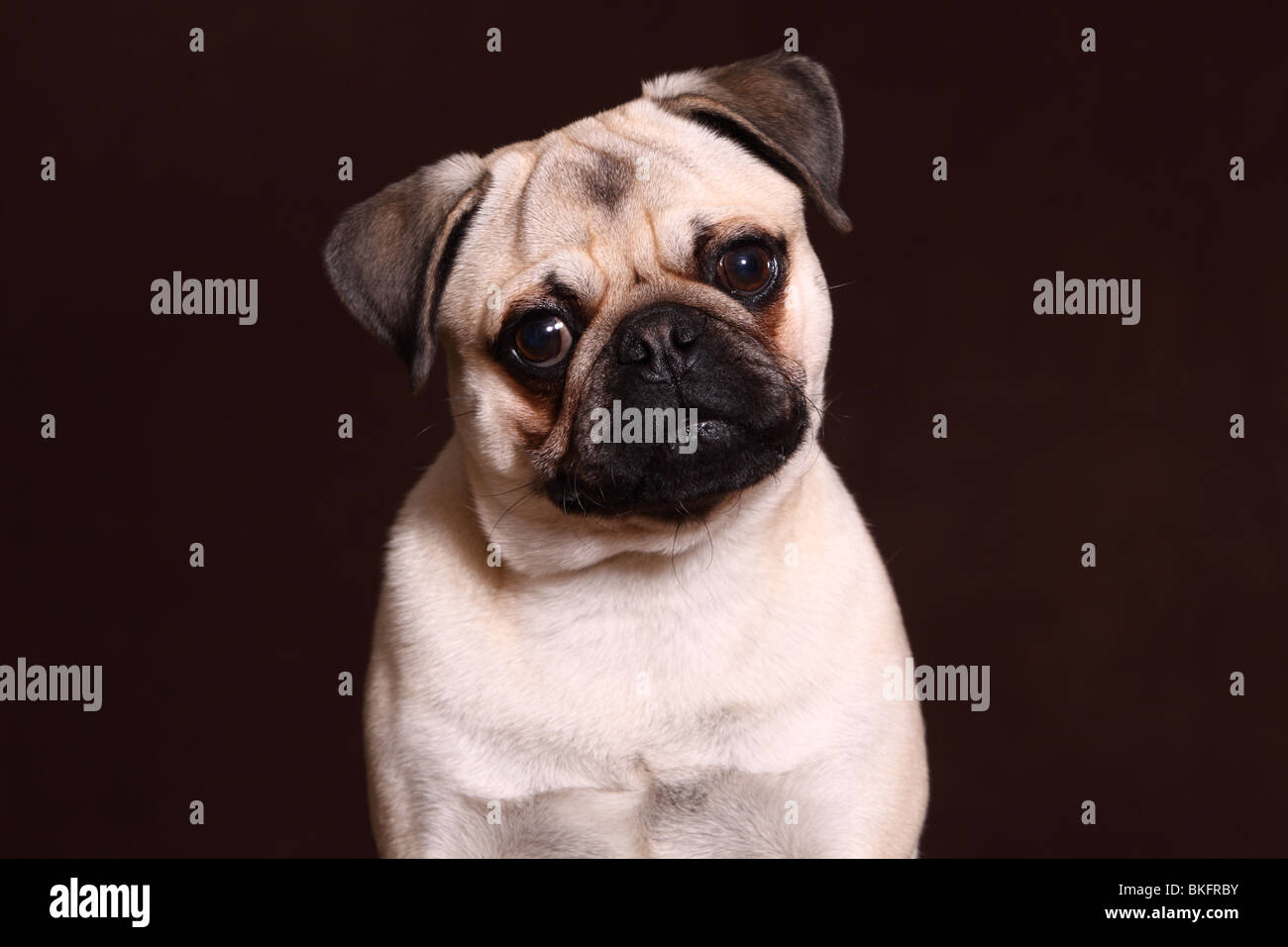 Mops Ritratto / pug ritratto Foto Stock