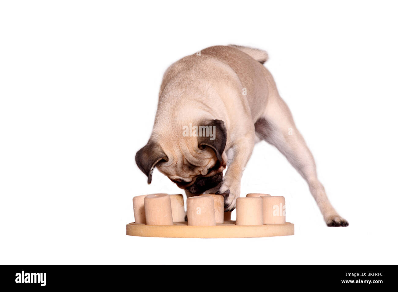 I mop / pug Foto Stock