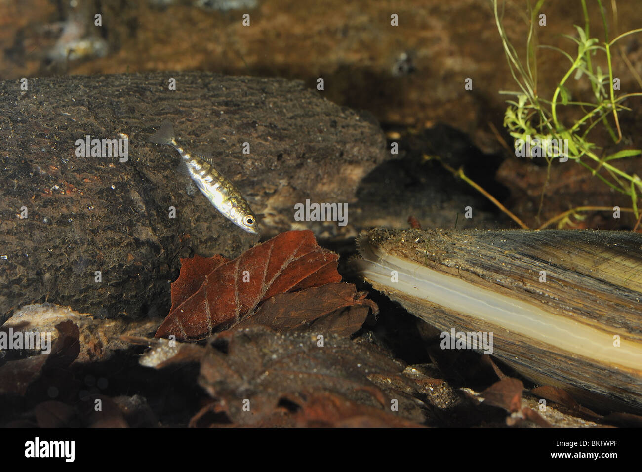 Tre-spined stickleback nuotare intorno un cigno cozza sul fondo di un stagno Foto Stock