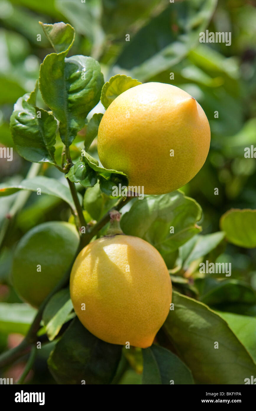 Limoni organico su albero di limone Foto Stock