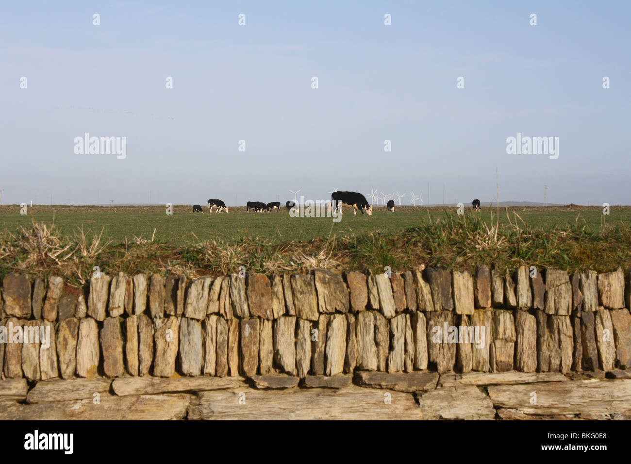 Le mucche in un campo a secco con muro di pietra in primo piano Foto Stock