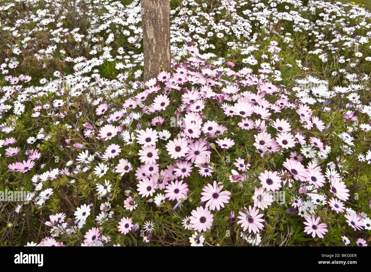 Cape marguerite (Dimorphotheca ecklonis = Osteospermum ecklonis) fiori giardino Mediterraneo Spagna originaria del Sud Africa Foto Stock