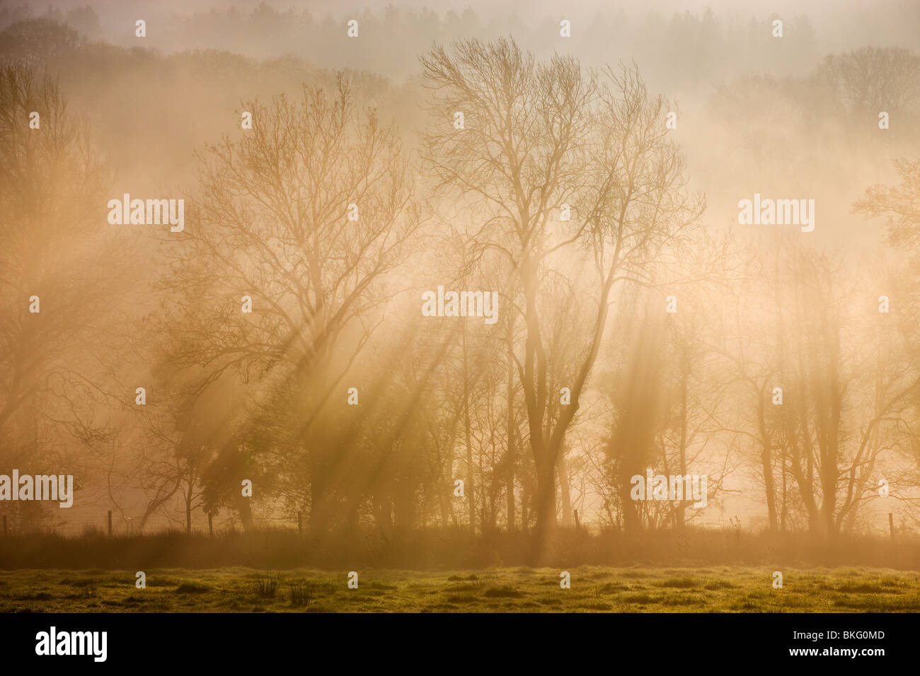 La luce del sole lo scoppio attraverso la nebbia copriva gli alberi, vicino a Okehampton, Devon, Inghilterra. Inverno (dicembre) 2009 Foto Stock