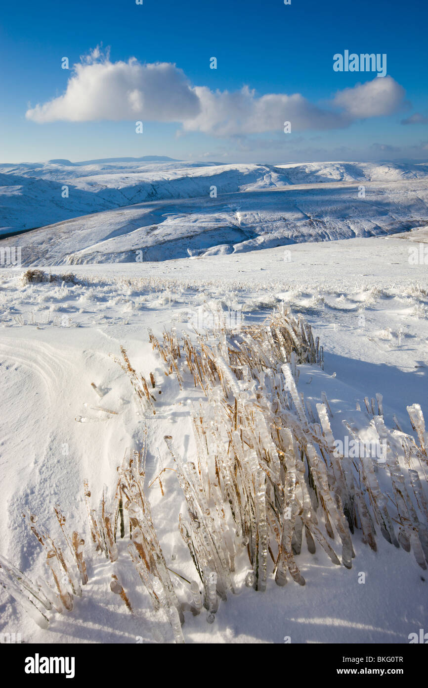 Erba congelato sulla coperta di neve Piste di mais Du montagna nel Parco Nazionale di Brecon Beacons, Powys, Wales, Regno Unito. Foto Stock