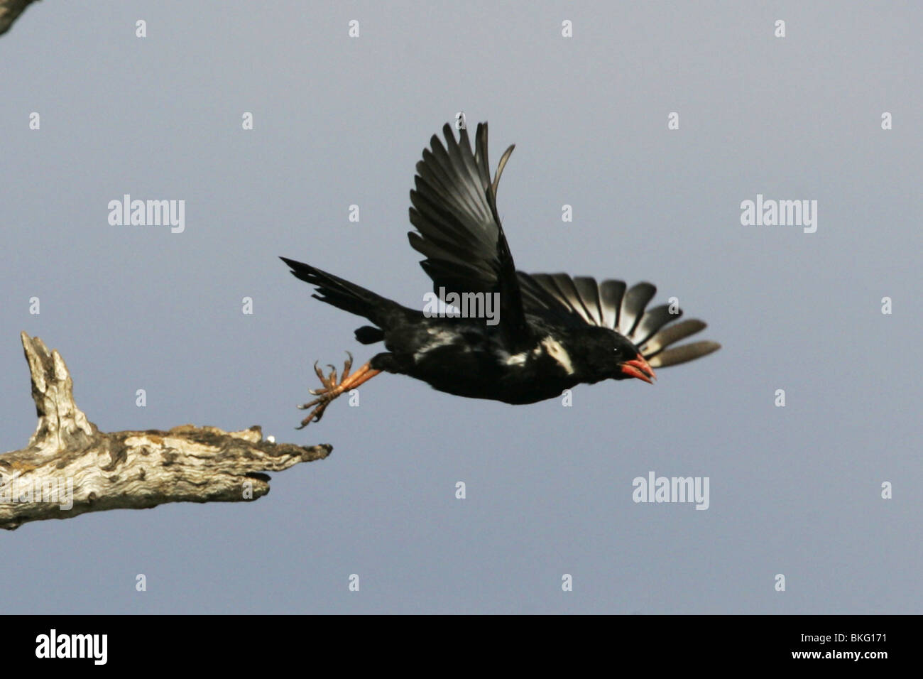 Red fatturati Buffalo weaver, Kruger Park, Sud Africa Foto Stock