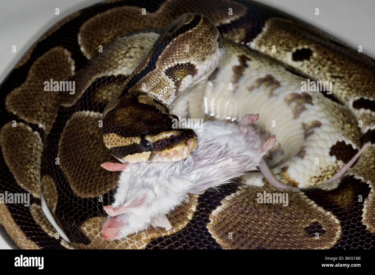 Sfera Python snake mangiare un mouse bianco Foto Stock