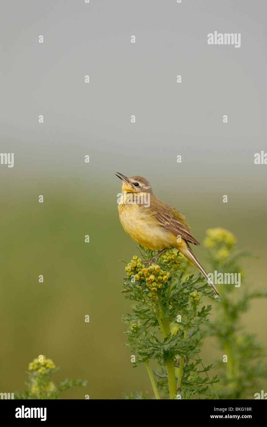 Chiamata blu femmina-headed Wagtail Foto Stock