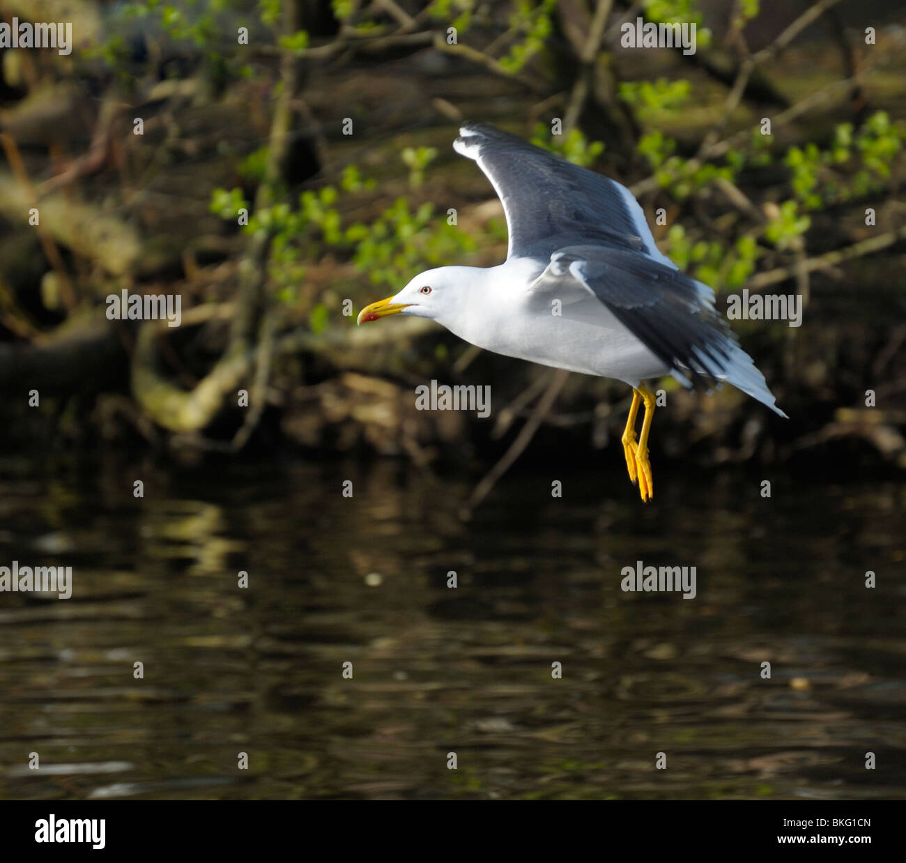 Lesser Black-backed gull la sospensione su un lago con anta aperta Foto Stock