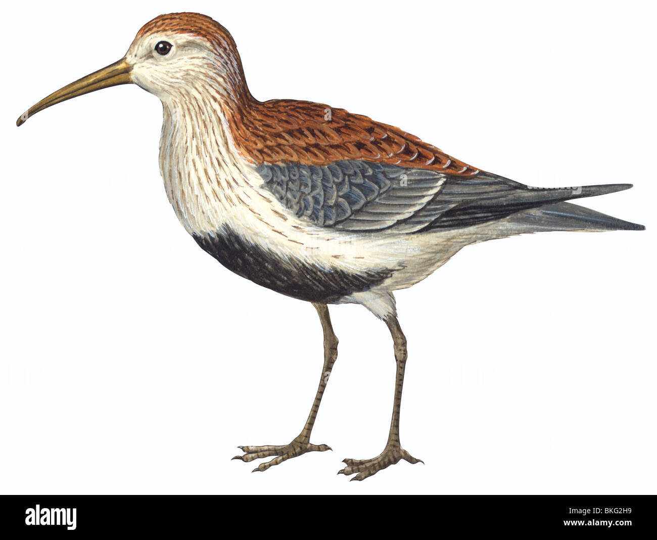 Red-backed sandpiper Foto Stock