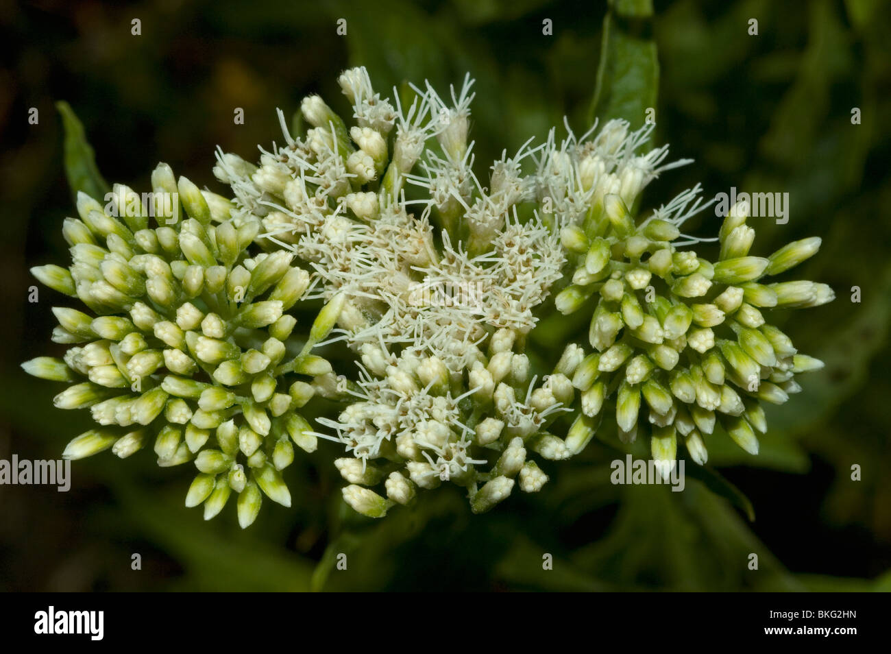 Canapa bianca agrimony (Eupatorium cannabinum) Foto Stock