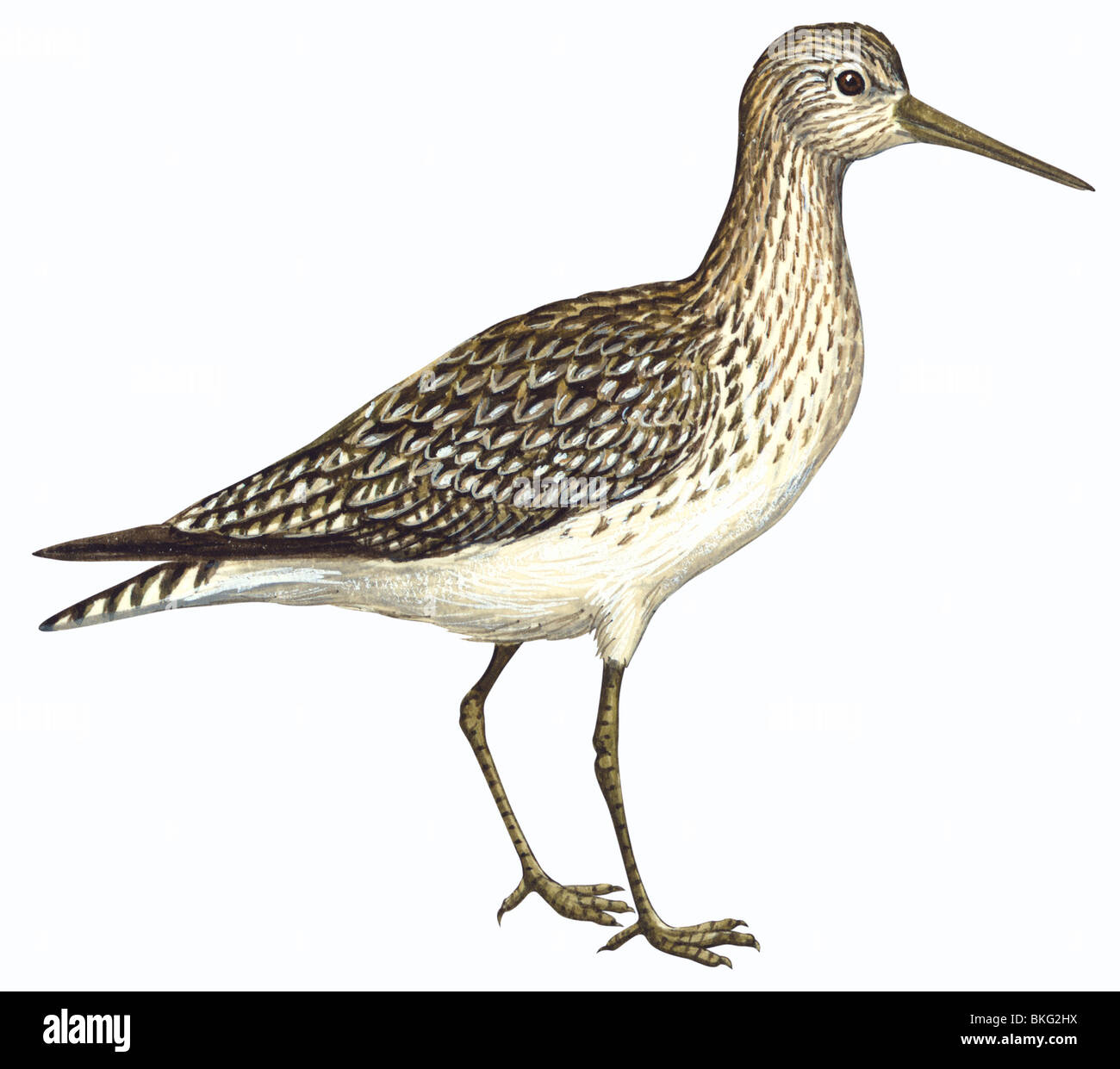 Sandpiper solitario Foto Stock