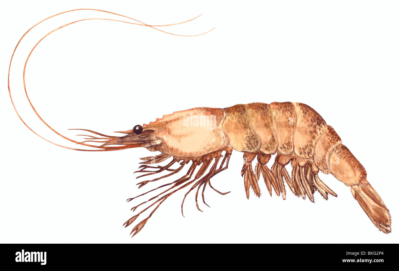 Gambero rosa Foto Stock
