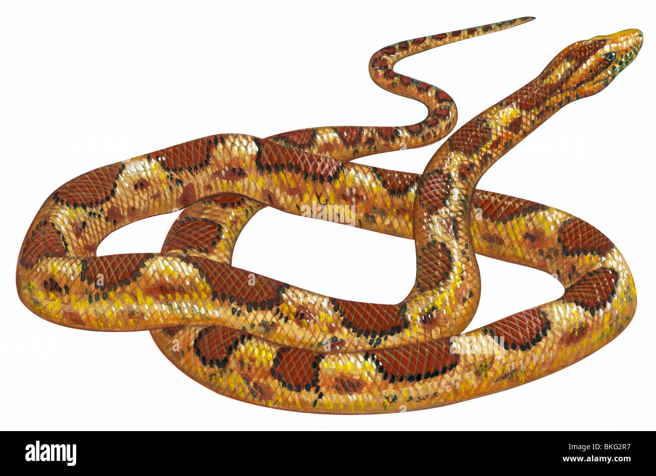 Serpente di cereale Foto Stock