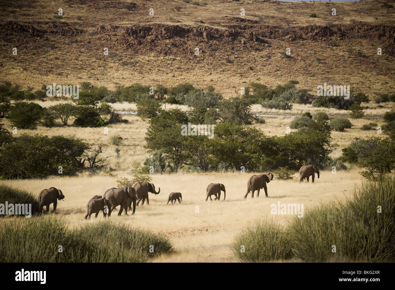 Deserto atto elefanti nella concessione di Palmwag, regione di Kunene, Namibia settentrionale. Foto Stock