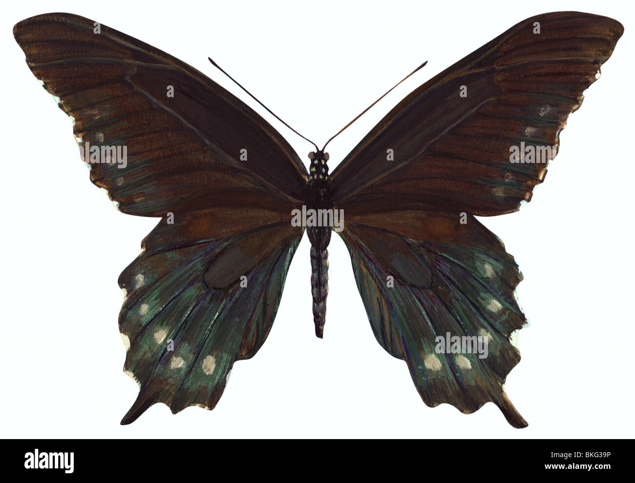 A coda di rondine Pipevine butterfly Foto Stock