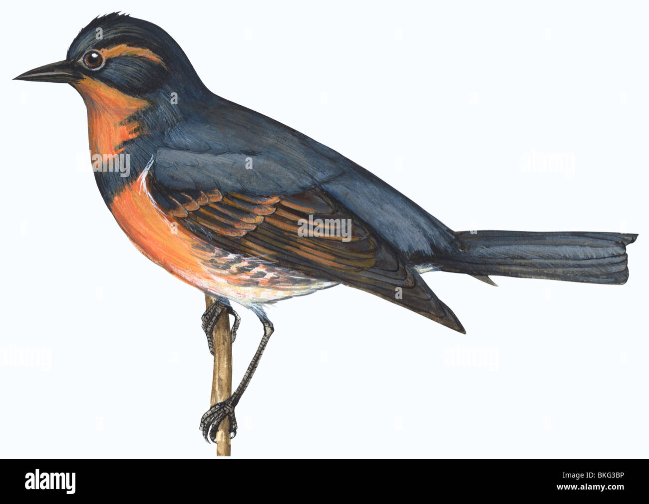 Varied thrush Foto Stock