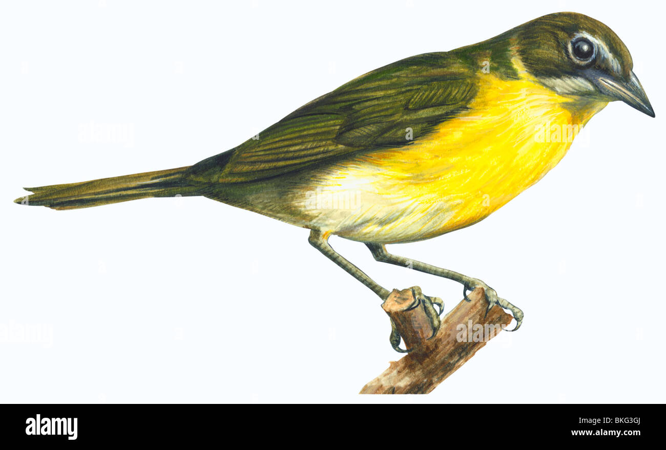 Chat Yellow-Breasted Foto Stock