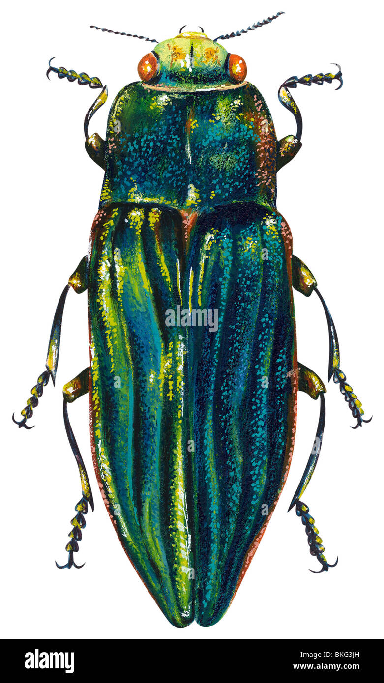 Wood-Boring metallico beetle Foto Stock
