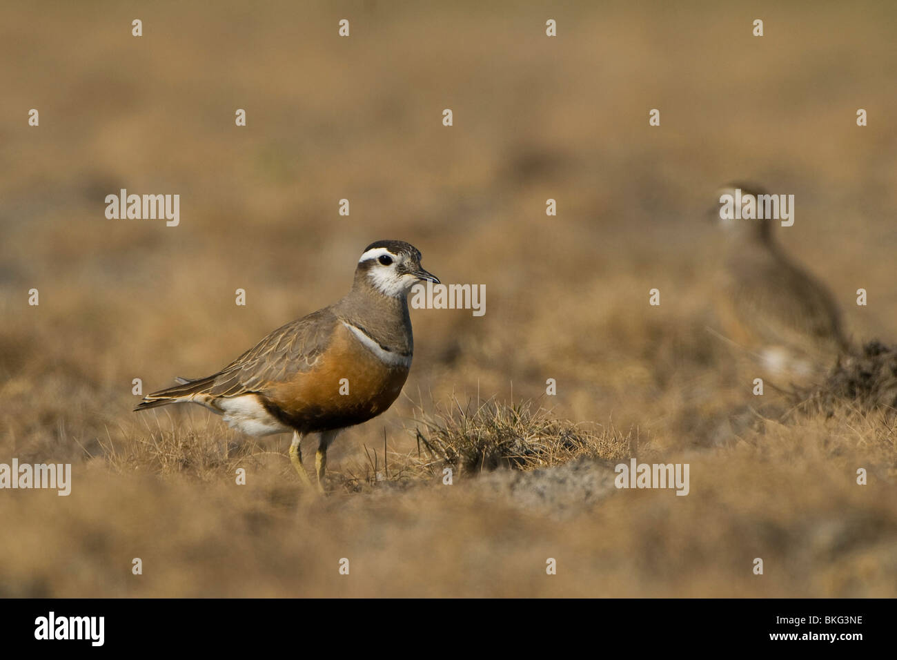 Adulto femmina summerplumage Dotterel a secco di bassa vegetazione Foto Stock