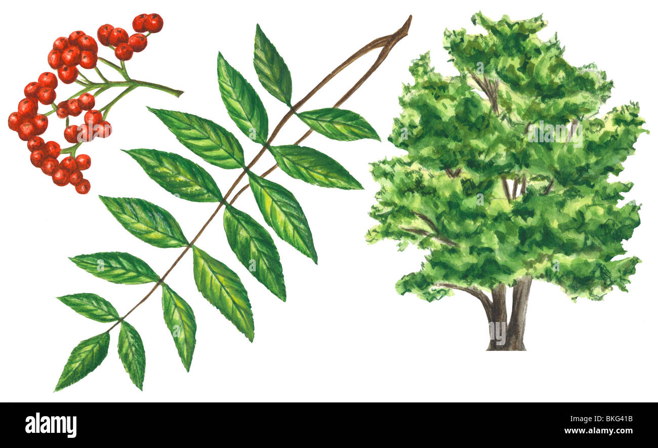 Americano di cenere di montagna Foto Stock