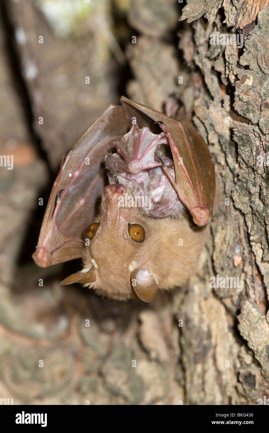 Pipistrello di frutta nano-pauletted di Peter (Micropteropus pussilus) femmina che grooming il neonato Camerun Foto Stock
