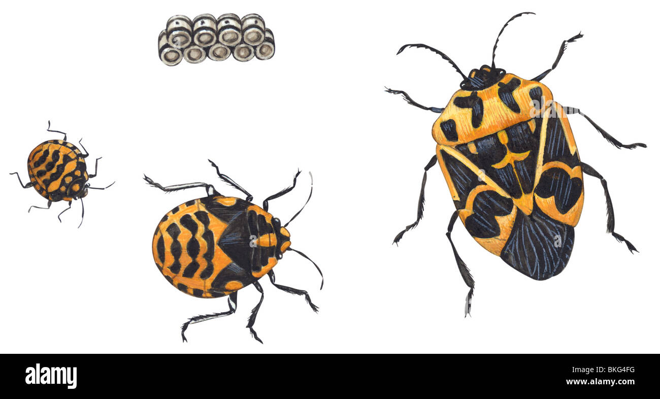 Harlequin bug Foto Stock