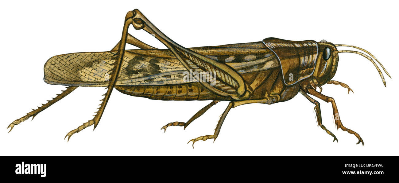 American grasshopper Foto Stock