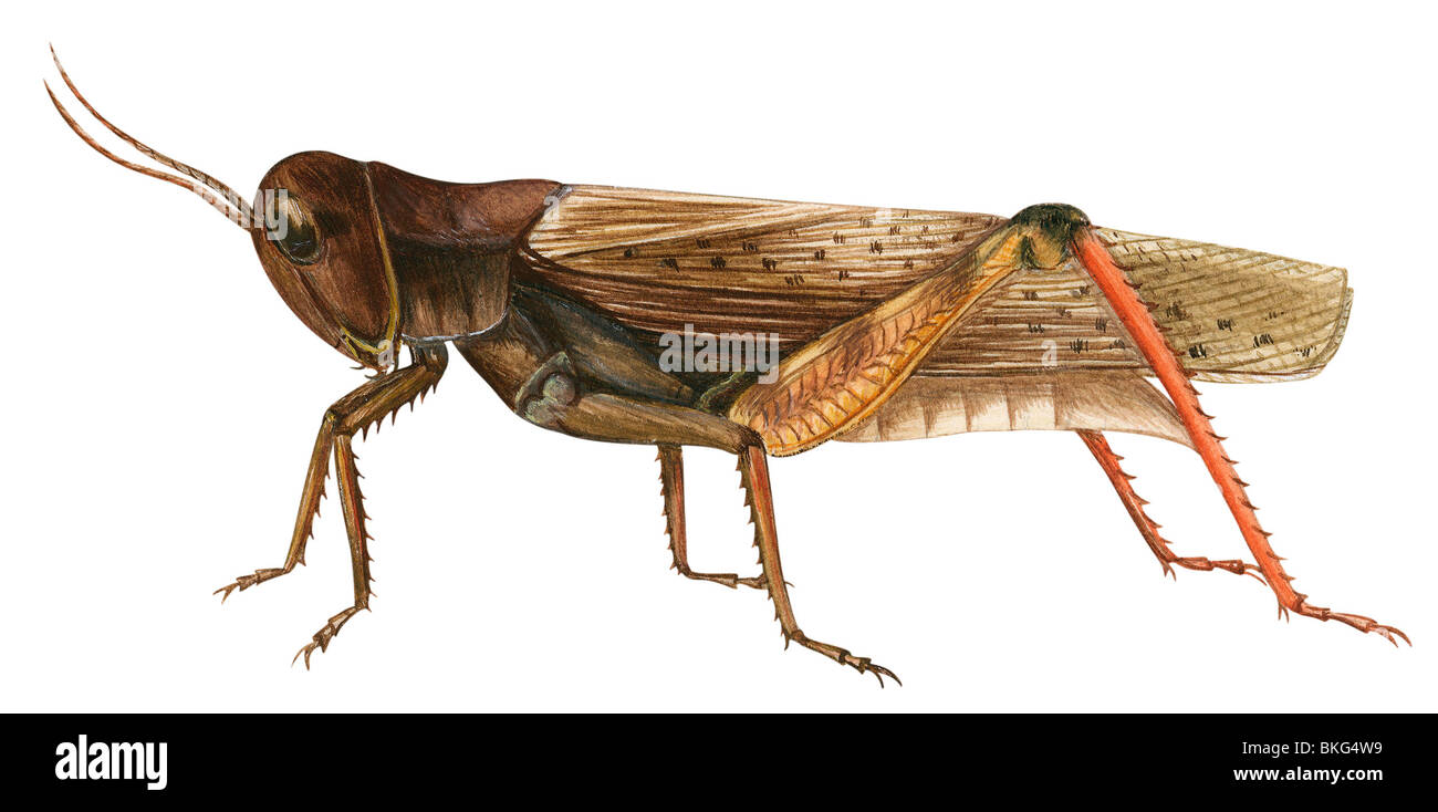 Redlegged grasshopper Foto Stock