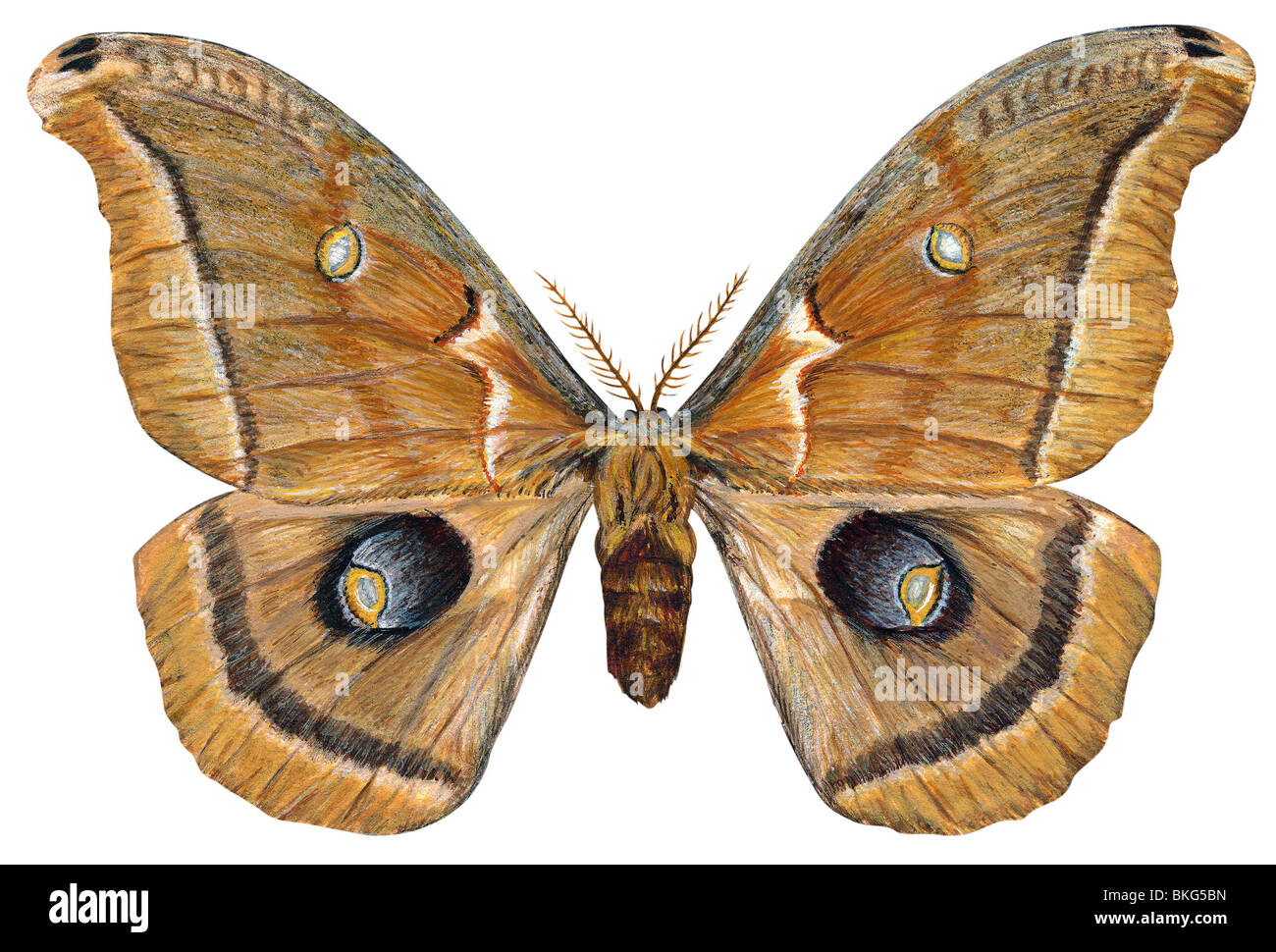 Lepidottero di Polyphemus Foto Stock