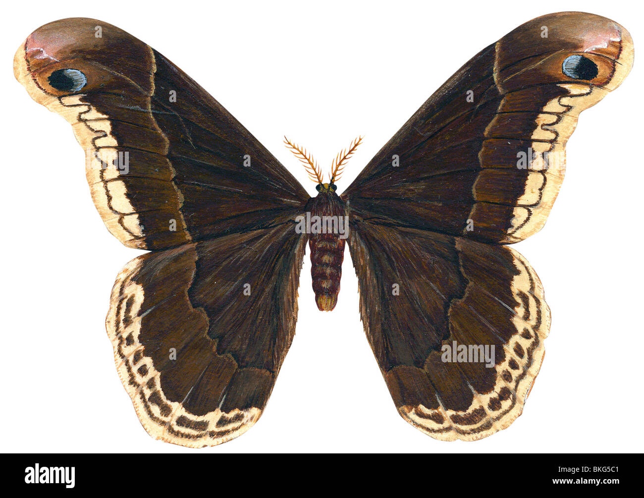 Promethea moth Foto Stock