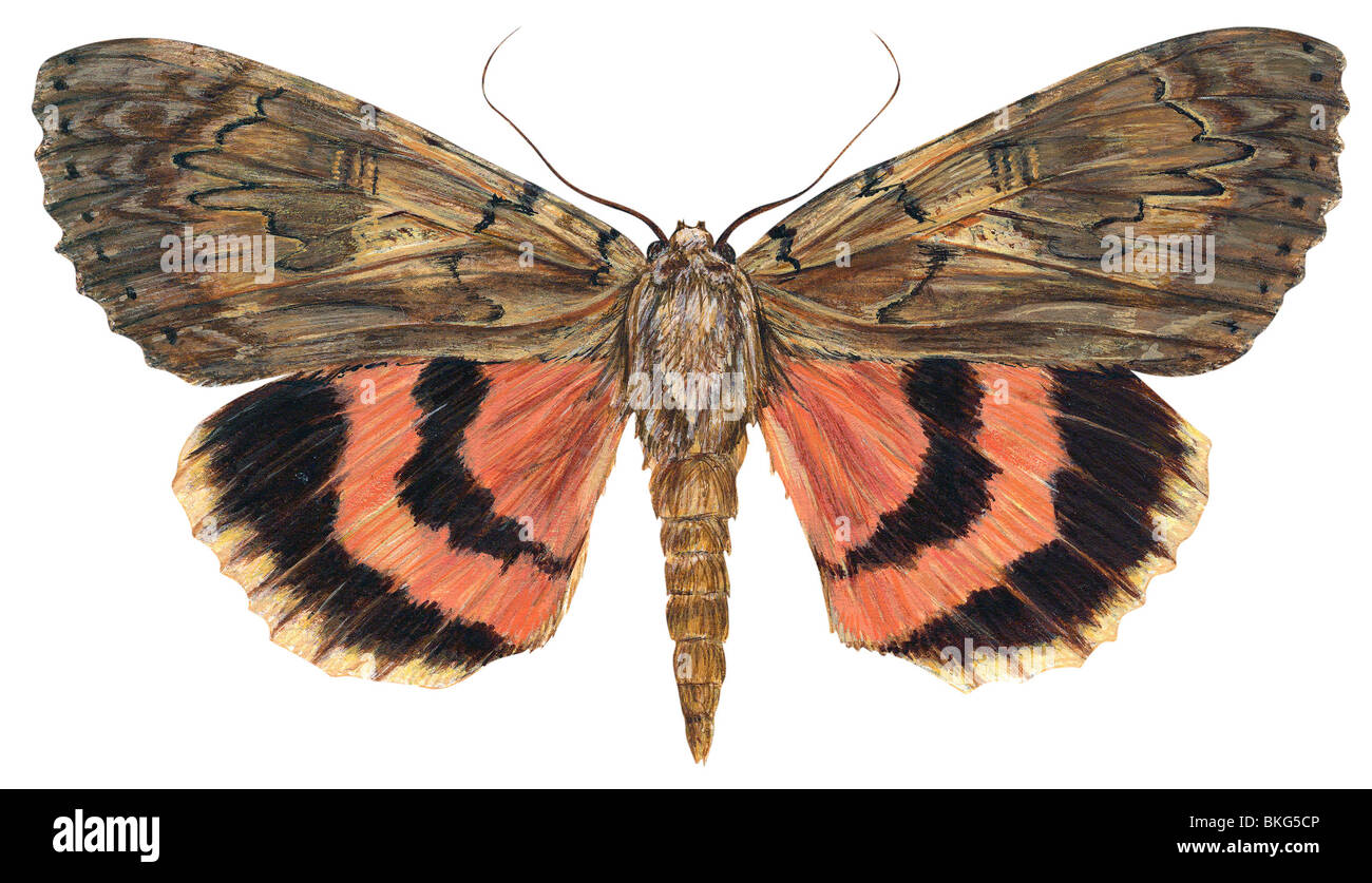 Ultronia Underwing moth Foto Stock