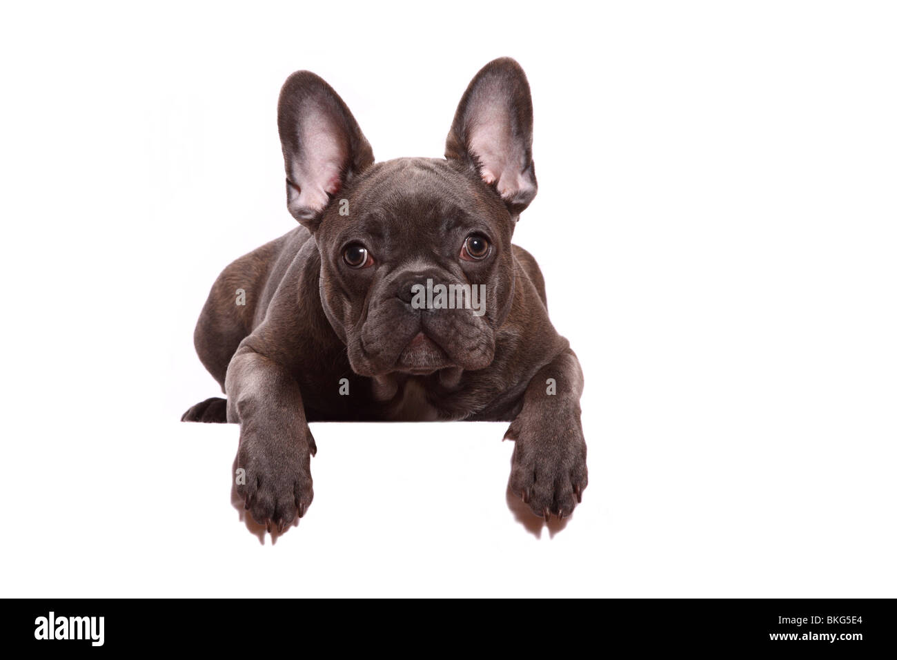 Französische Bulldogge / bulldog francese Foto Stock