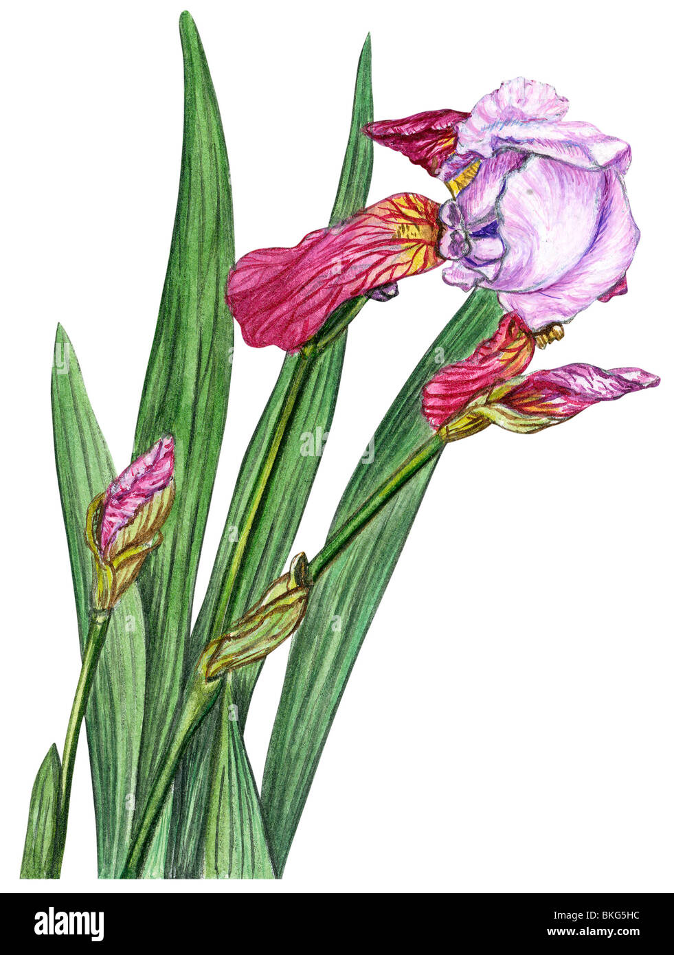 Giaggiolo Foto Stock