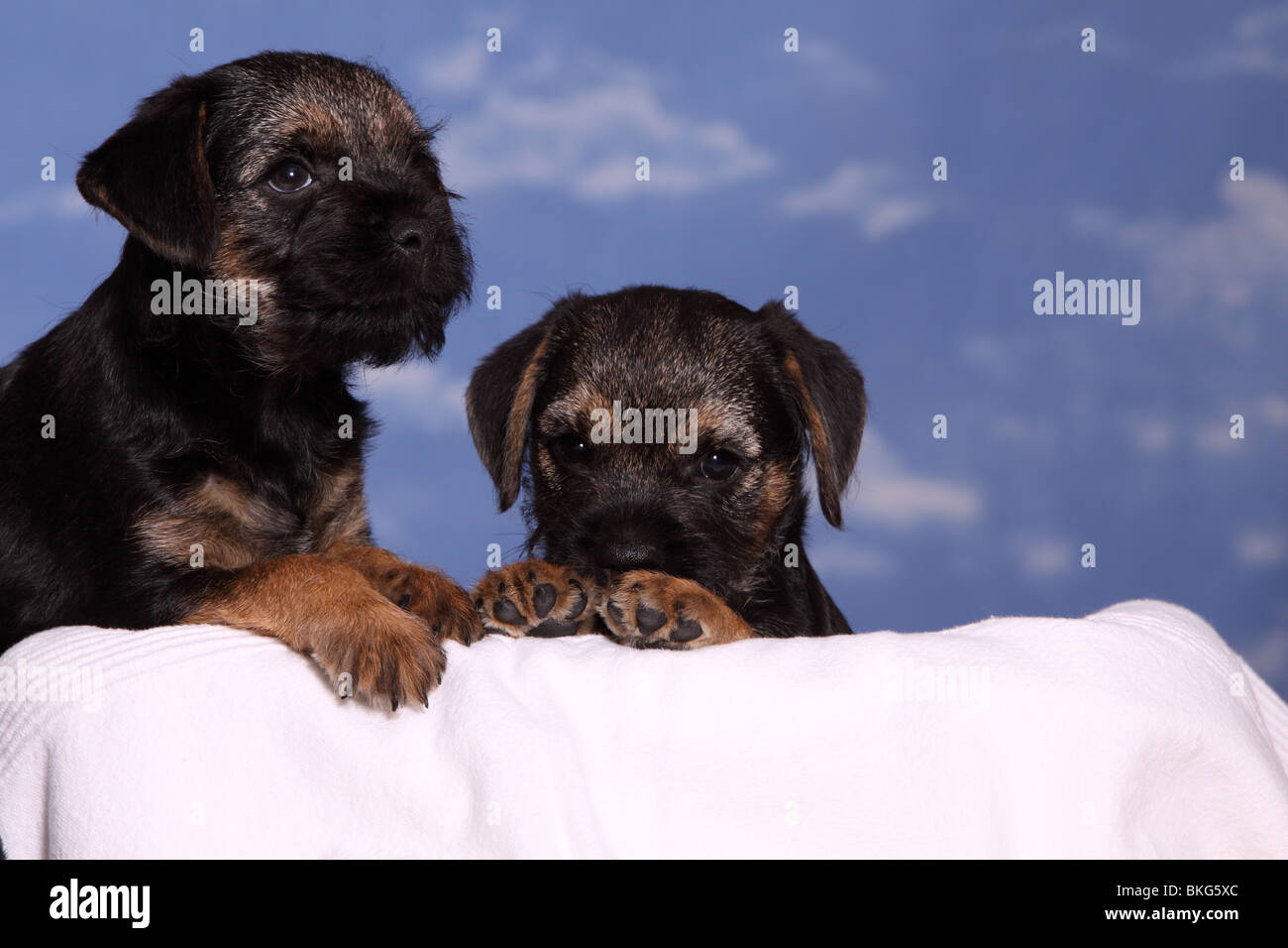 Border Terrier Welpen / Border Terrier cuccioli Foto Stock