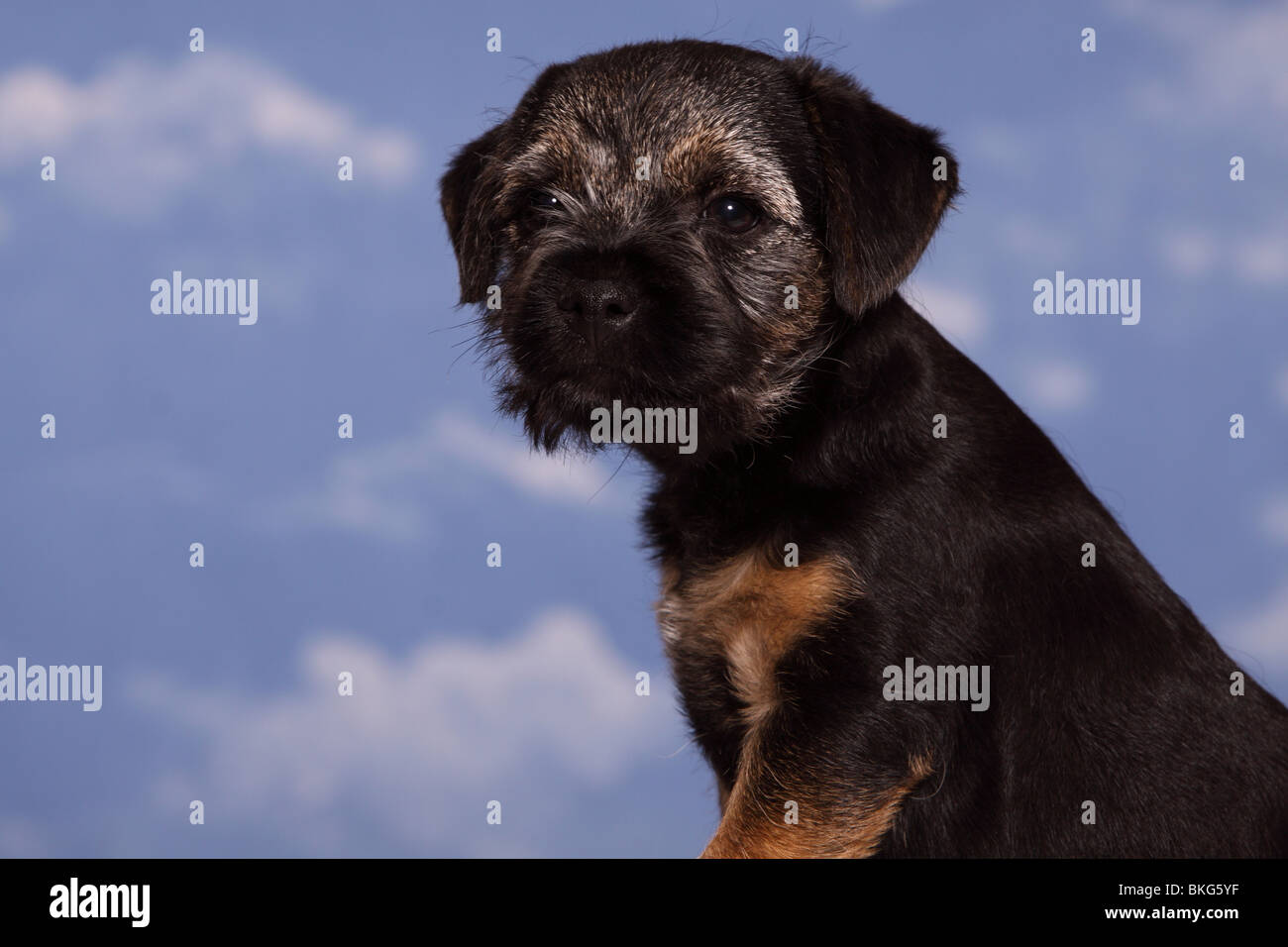 Border Terrier Welpe / Border Terrier cucciolo Foto Stock