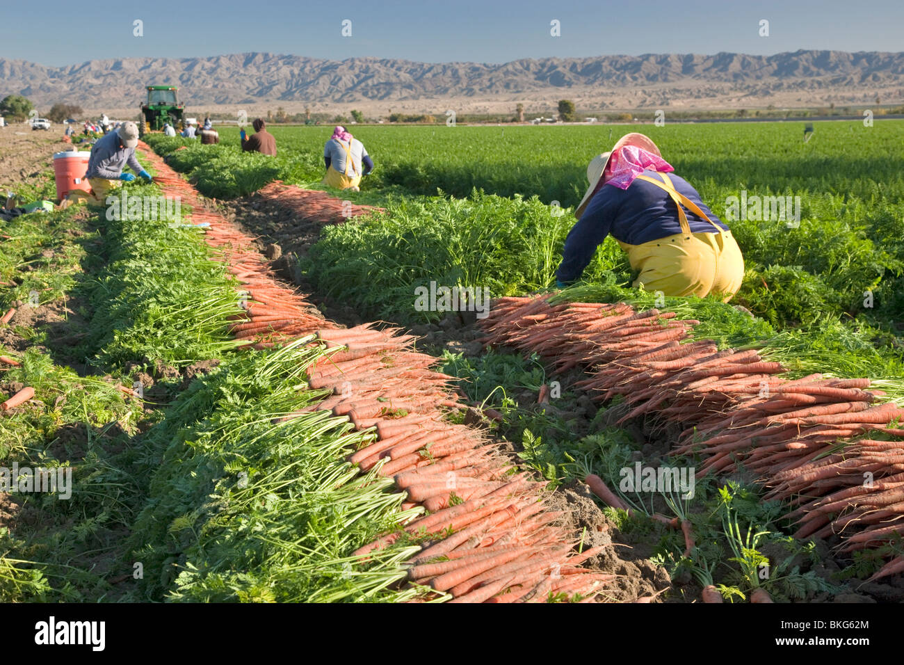 Carota 'carota del rubinetto' raccolto, operai di fattoria ispanici che raccolgono raccolto. Foto Stock