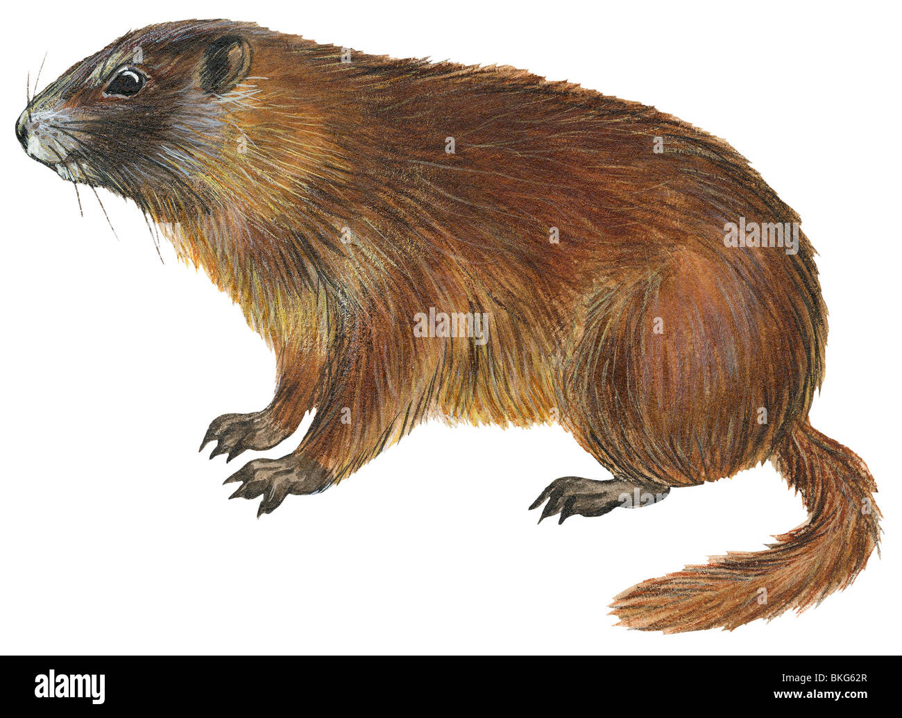 Marmotta di ventre giallo Foto Stock