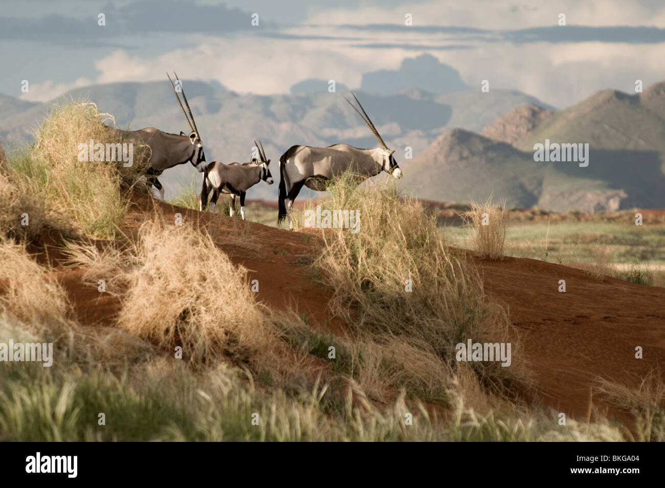 Famiglia di oryx, Namib rand, Namibia Foto Stock