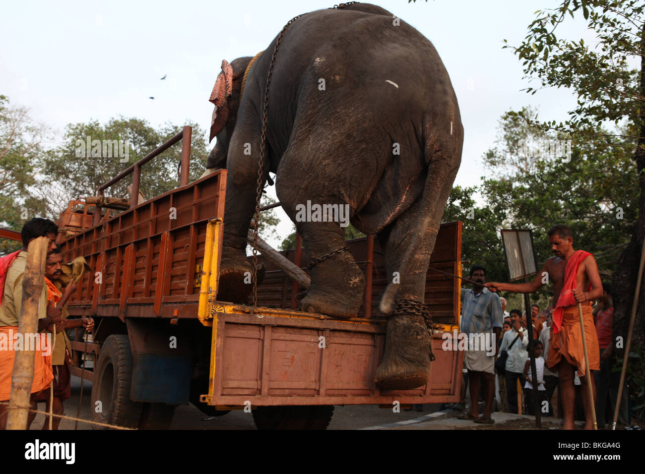Mahouts aiutando un elefante a scendere da un camion Foto Stock