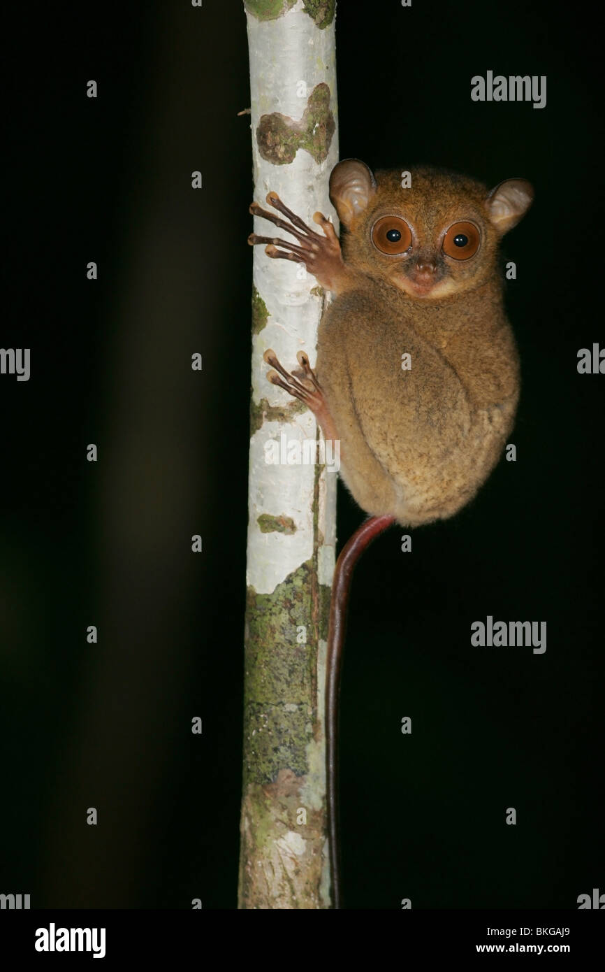 Western tarsier (Tarsius bancanus) Foto Stock