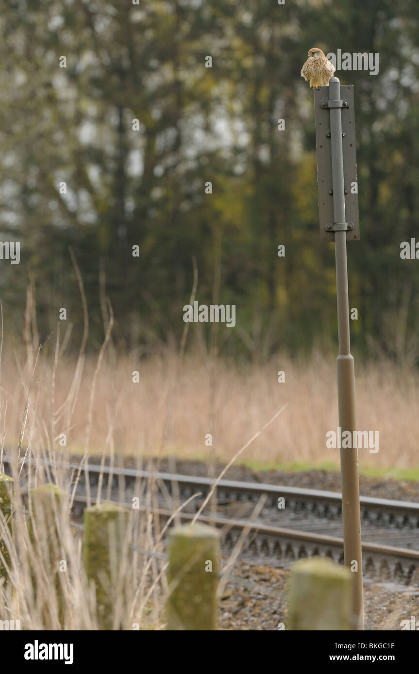 Veel vogels sneuvelen door de zuigwind van een voorbijrijdende trein. Il Gheppio sul segno accanto a una ferrovia. Molti uccelli è rimasto ucciso dal vento di aspirazione di un treno di guida Foto Stock