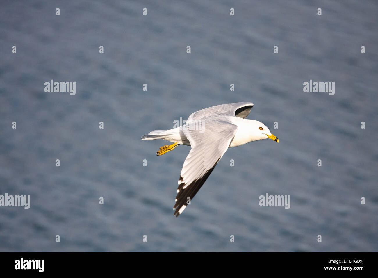 Seagull bird battenti giorno soleggiato lato acqua mare ali bianco grigio nero Ontario Canada Canadian Foto Stock