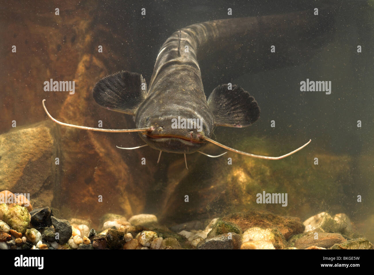 Frontview di Wels Catfish nuoto al di sopra del fondo di un fiume Foto Stock